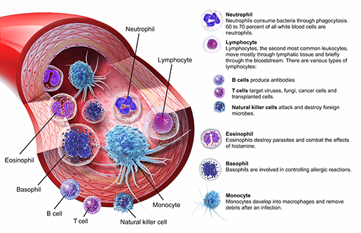 the-lymphatic-system-innate-and-adaptive-immunity